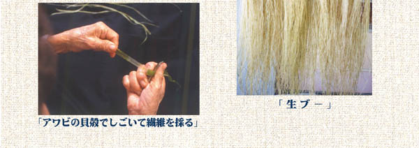 宮古上布作業工程/糸の原料「芋麻」の栽培
